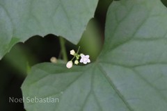 Zehneria maysorensis var. umbellata